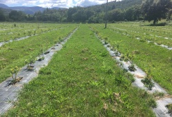 I2468-AGRICULTURA-CAMPO.JPG I2468-AGRICULTURA-CAMPO.JPG