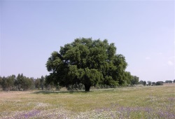 I2598-PAISAGEM-ALENTEJO.JPG